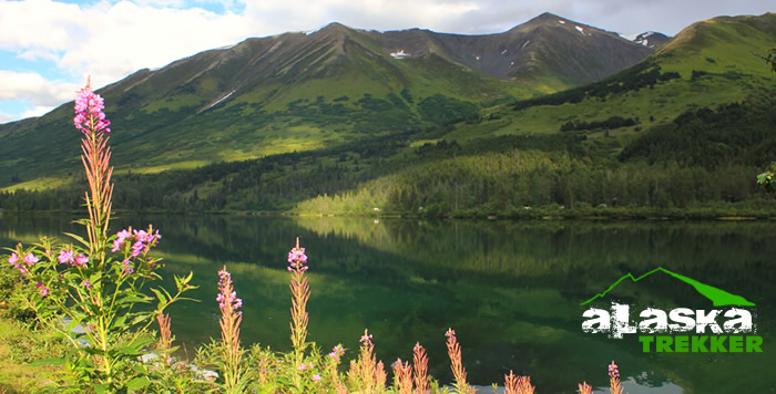alaska_plant_listings