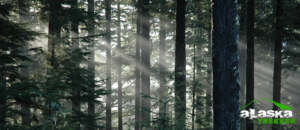 Southeast Climate