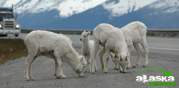 alaska_wildlife