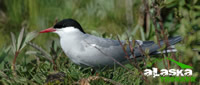 arctic_tern_alaska