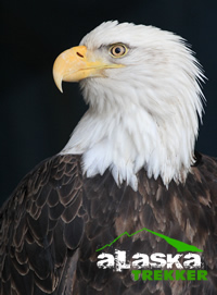 bald_eagle_Haines