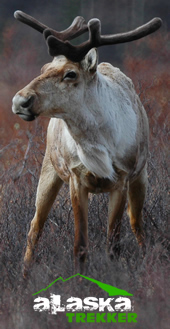 bull_caribou