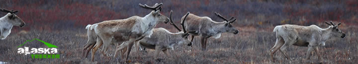caribou_family