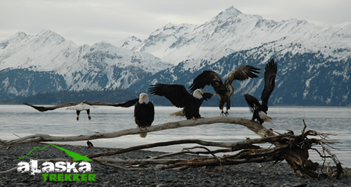 homer_eagles