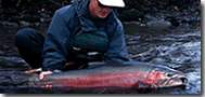 Steelhead trout