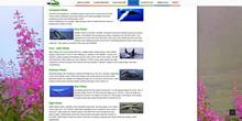 whales_page