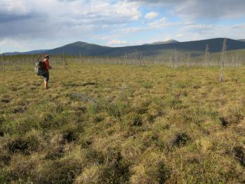 Jay Cable of Fairbanks walks through field of tundra plants in northern Alaska.  Photo by Ned Rozell.