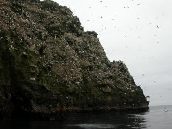 Buldir Island, with its tremendous population of seabirds, is just north of the Aleutian Trench, home to giant earthquakes. Photo by Ned Rozell. 