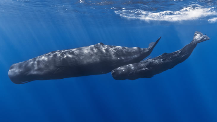 sperms_whales_noaa