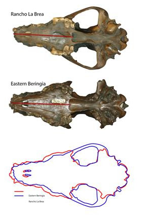 Pleistocene wolf skulls from Rancho La Brea (in present day L.A.), California (above) and Fairbanks (middle). Though the skulls are the same length, their shape is different—the wolf skull from Alaska is wider, suggesting those wolves had greater biting power.    Photo Credit: Blaire Van Valkenburgh, University of California, Los Angeles 