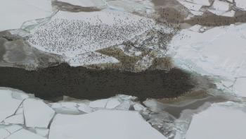 The winter gathering spot of spectacled eiders in the sea ice south of St. Lawrence Island. Matt Sexson, USGS Alaska Science Center 