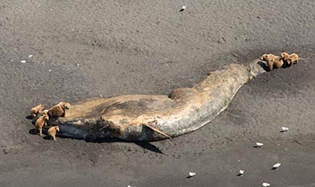 Bears feeding on a fin whale carcass in Larson Bay, Alaska, near Kodiak. Credit: NOAA
