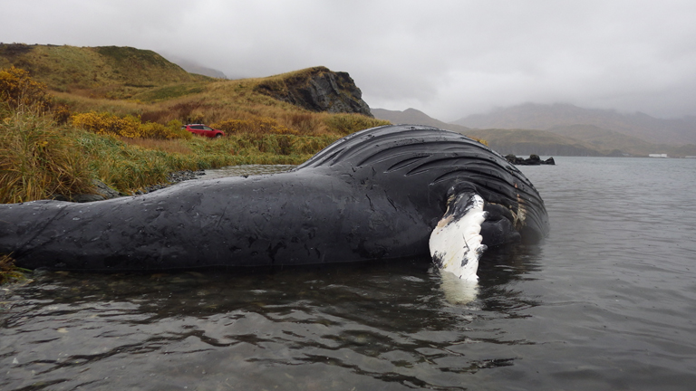 humback_whale_alaska