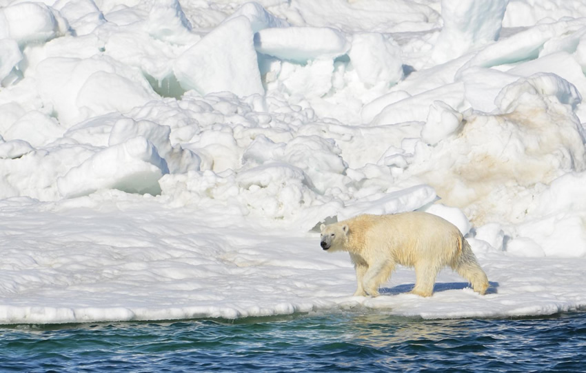 polar_bear_alaska