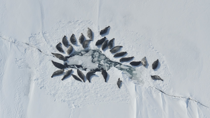 harbor_seals_alaska