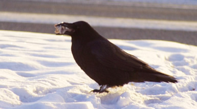 alaska_raven_rozell