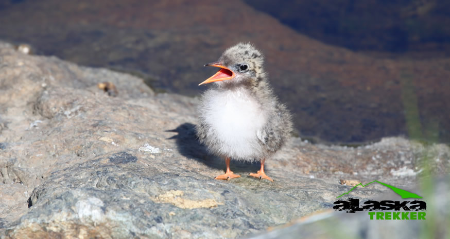 arctic_tern_chick