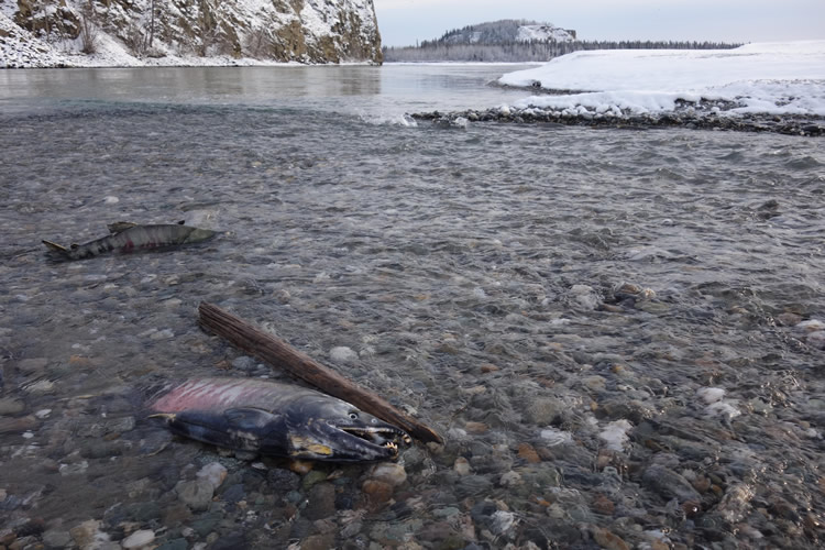 chum_salmon_alaska