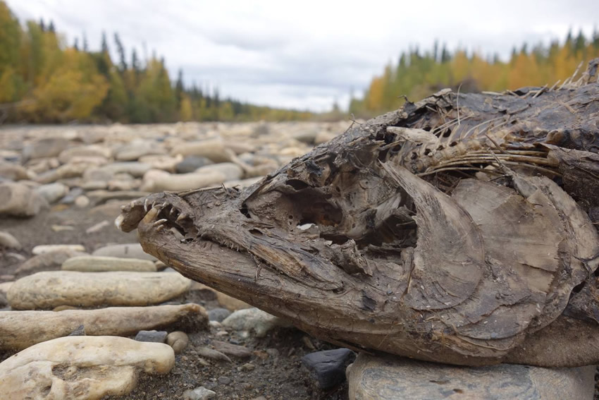 dead-chum-salmon