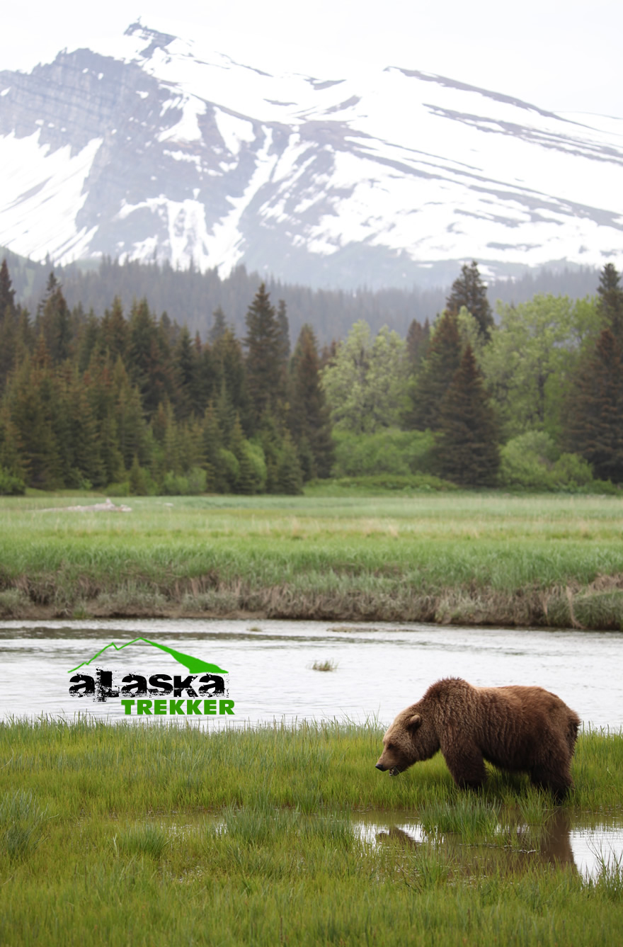 Grizzly Bear in Alaska