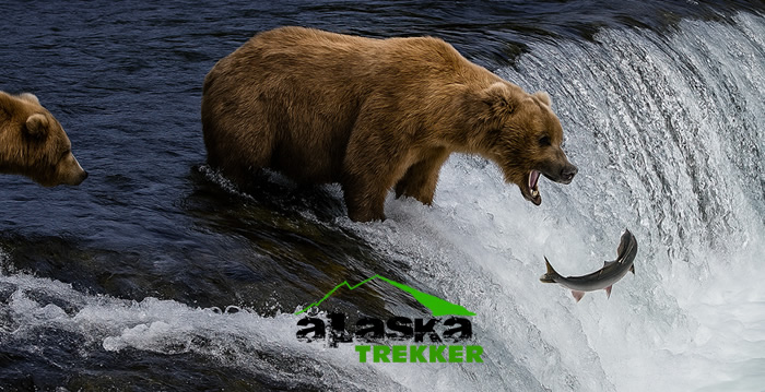 katmai-alaska-bears