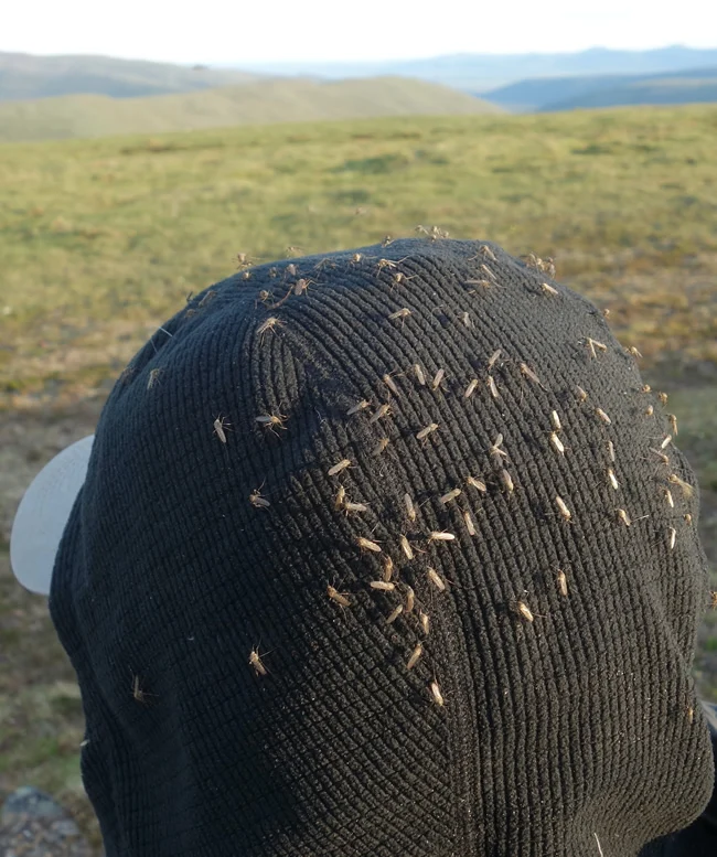 alaska-mosquito-attack