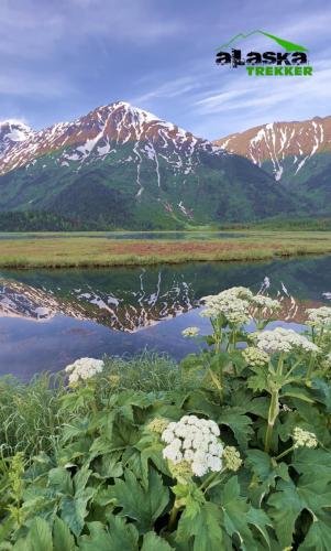 alaska-parsnip