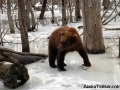 bear_on_ice
