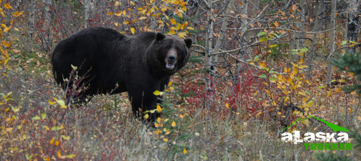 Brown and Black Bears — Wildlife Viewing, Alaska Department of