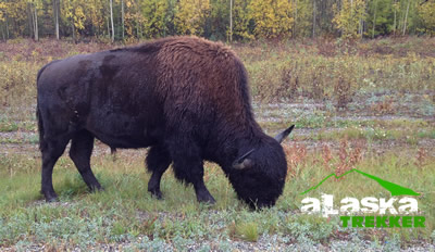 alaska_bison