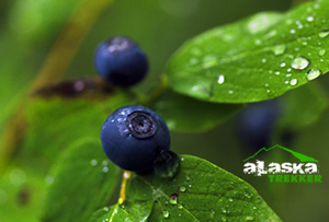 alaska_blueberry