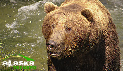 alaska_brown_bear