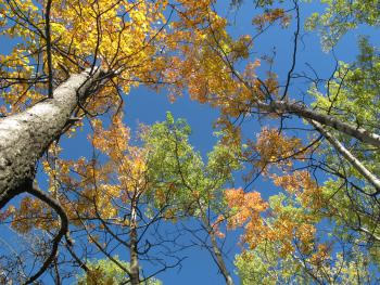 aspen_trees_alaska