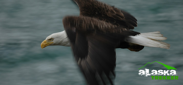 Bald Eagle Festival