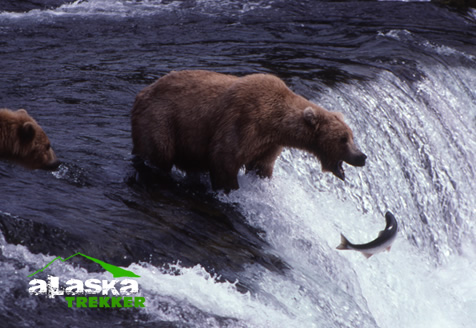 bear_catching_fish