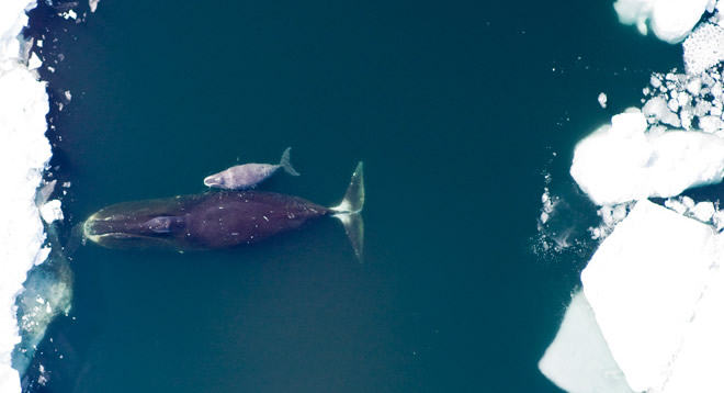 bowhead_whales