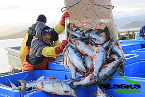 Alaska Commercial Fishing