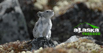 hatcher_pass_pika