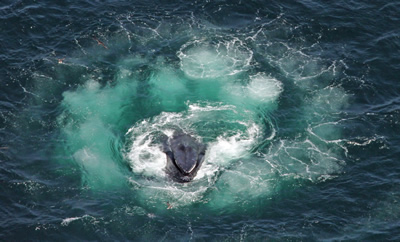 humpback_whale_bubble_net