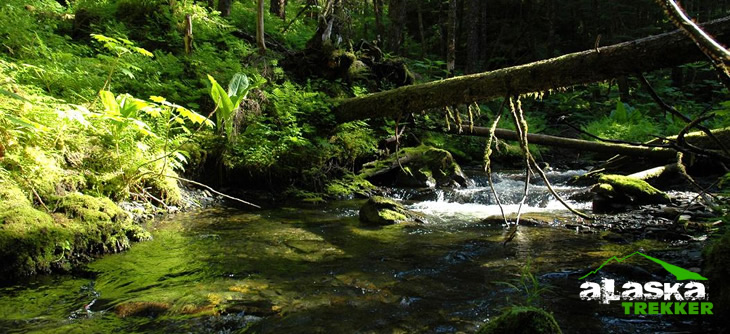 Cordova_alaska_trails