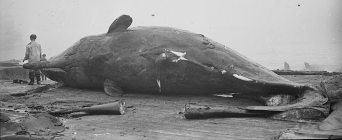 Sperm whale on the flensing deck at one of the Soviet Kuril Islands whaling stations. Photo by A.V. Yablokov. 