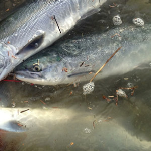 Russian River Fishing and Ferry and Salmon Fish Guide - Alaska