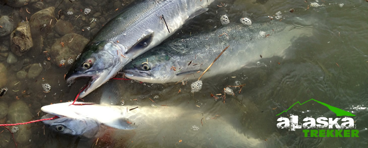 Fishing on the russian river