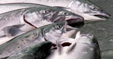 Coho Salmon Alaska Fish