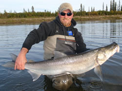 Sheefish Alaska Fish