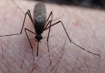 One of the 17 trillion mosquitoes, Photo by Ned Rozell 