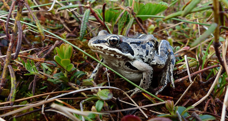 A wood frog, the only amphibian in northern Alaska. Photo by Mark Spangler.