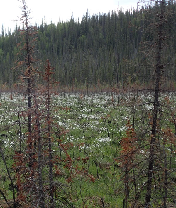 Cottongrass springs up on the site of a 2015 wildfire on Birch Creek in Interior Alaska. Photo by Ned Rozell. 