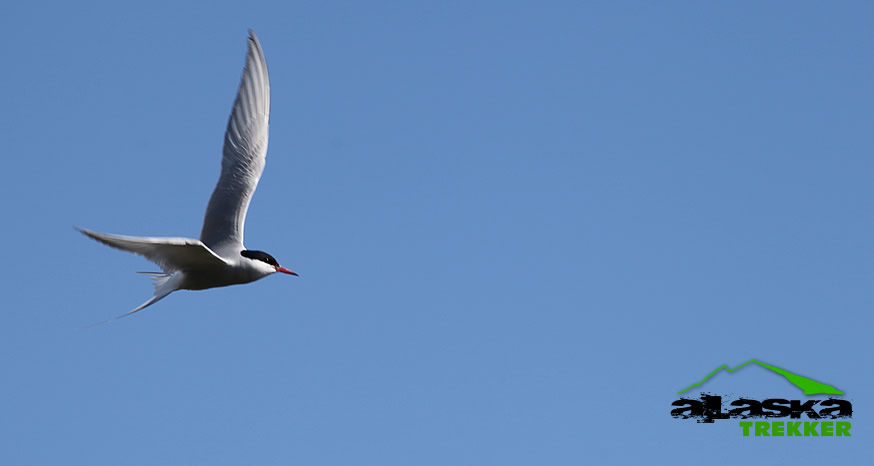 Arctic Tern flying