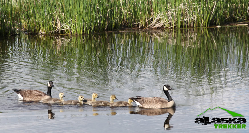 Canada geese family alaska